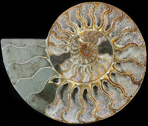 Cut Ammonite Fossil (Half) - Agatized #47699